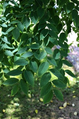 Gymnocladus dioicus, canadensis - nahovětvec dvoudomý, kanadský - list léto